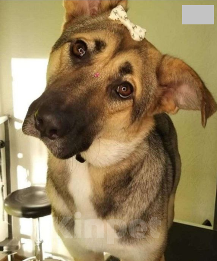 Собаки в Хабаровске: Отдам собачку , связи с переездом. Стерилизована и проглистогонина. Все необходимое для неё отдаётся Девочка, Бесплатно - фото 3