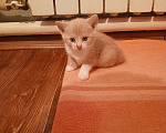 Кошки в Краснодаре: Котёнок в добрые руки Девочка, Бесплатно - фото 6