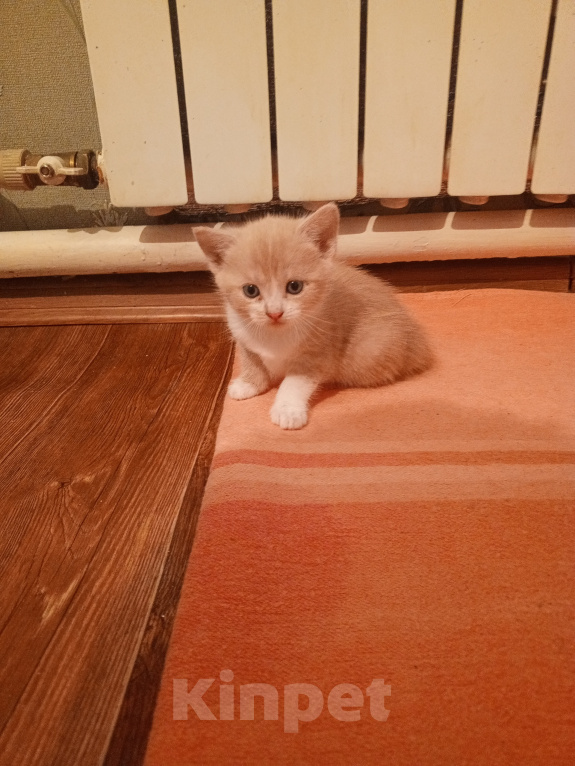 Кошки в Краснодаре: Котёнок в добрые руки Девочка, Бесплатно - фото 6