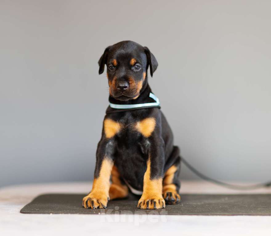 Собаки в Москве: Щенки добермана Девочка, 110 000 руб. - фото 7