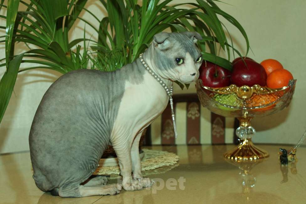 Кошки в Санкт-Петербурге: Рыжая красавица Девочка, 15 000 руб. - фото 5