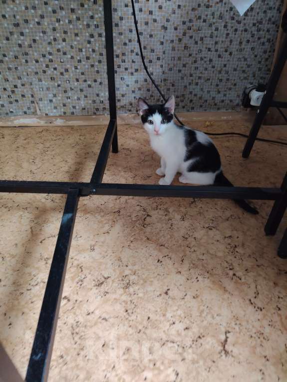 Кошки в Москве: Отдам в  хорошие руки Мальчик, 100 руб. - фото 6