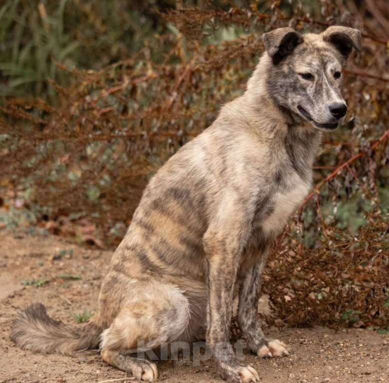 Собаки в других городах Владимирской области: Красивая и добрая собака в добрые руки бесплатно Девочка, Бесплатно - фото 5