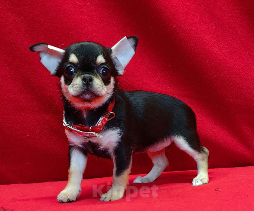 Собаки в Москве: Чихуахуа. Девочка - 2.5 мес. Девочка, 80 000 руб. - фото 4