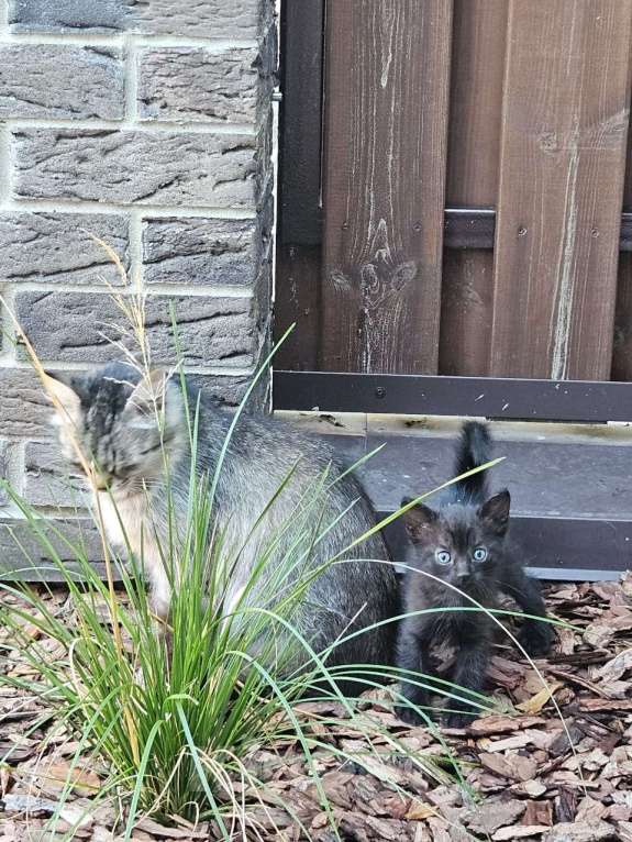 Кошки в Йошкаре-Оле: Ласковая кошечка в добрые руки Девочка, Бесплатно - фото 2