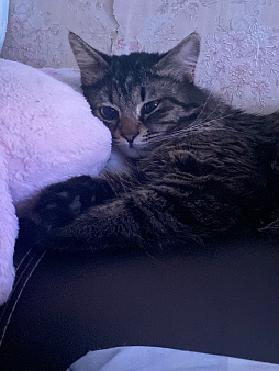 Отдам котика в добрые руки