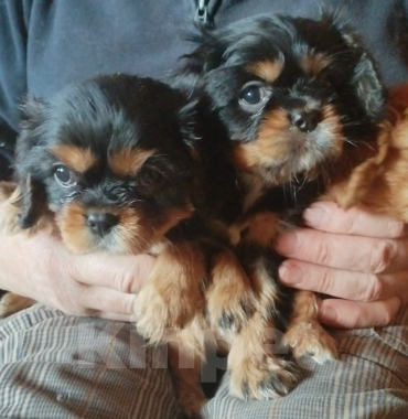 Собаки в других городах Тверской области: Кавалер кинг-чарльз-спаниель, щенок Мальчик, 30 000 руб. - фото 1