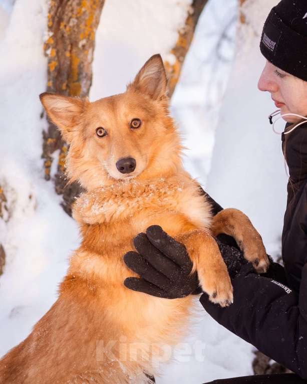 Собаки в Москве: Метис таксы в добрые руки Мальчик, Бесплатно - фото 8