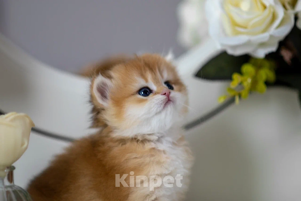 Кошки в Балашихе: Британская девочка Брусника Девочка, 65 000 руб. - фото 2