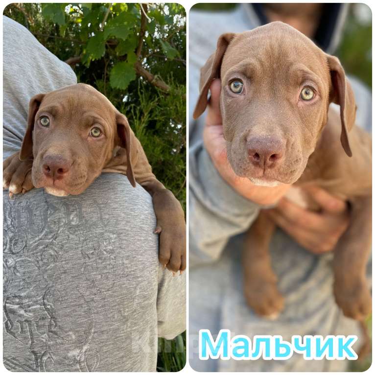 Собаки в других городах Крыма: Американский питбуль  Мальчик, 65 000 руб. - фото 2