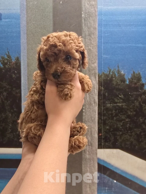 Собаки в Казани: Той пудель с Китайскими кровями, с короткой (теди)  мордочкой Мальчик, 100 000 руб. - фото 2