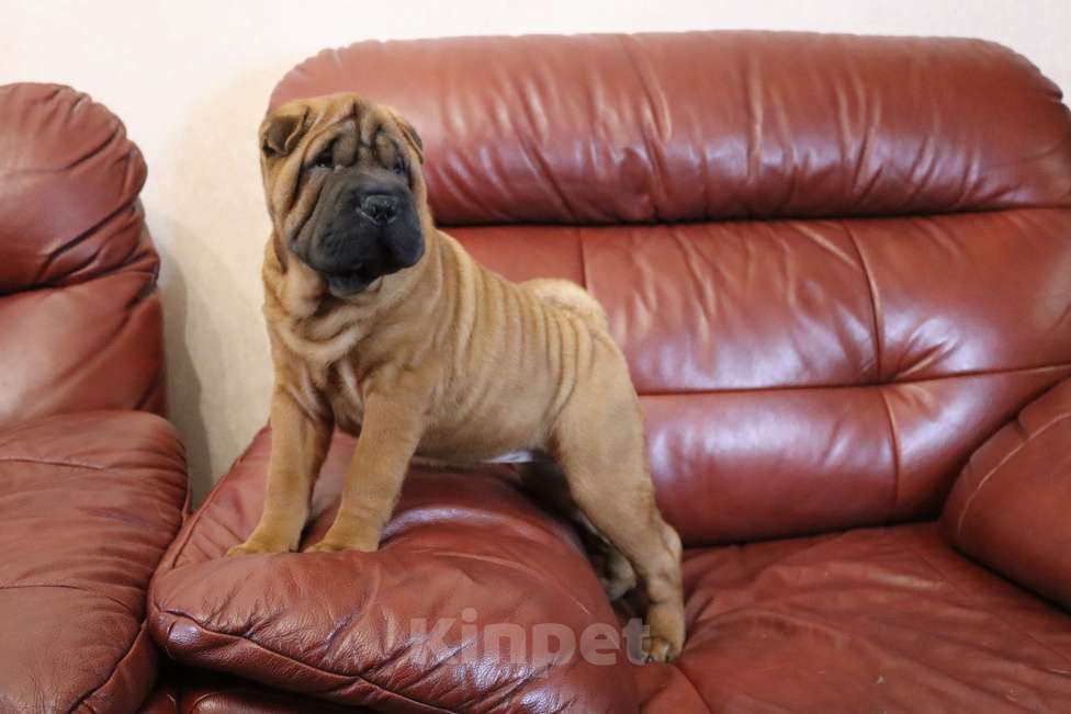 Собаки в Москве: Шарпей щенки девочкА Девочка, 50 000 руб. - фото 3