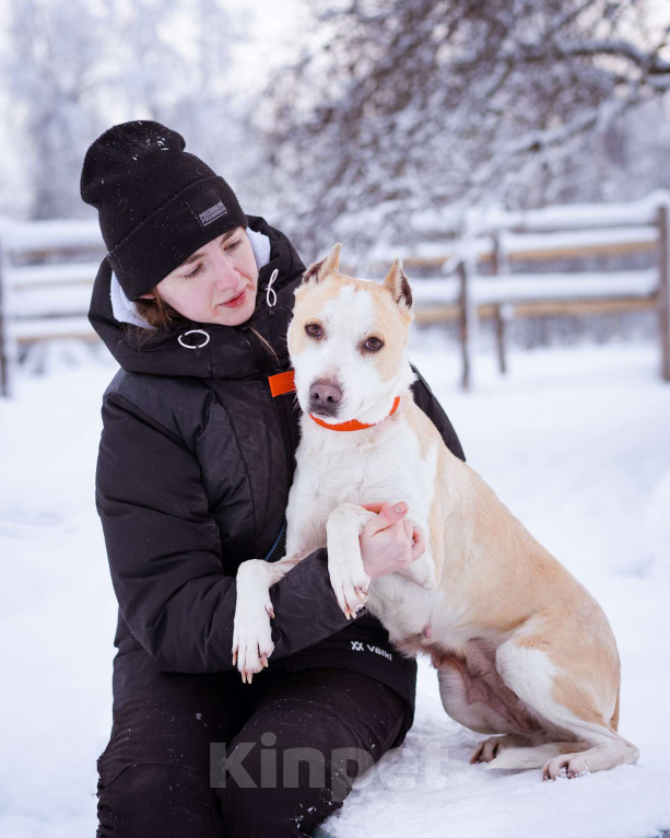 Собаки в Москве: Девочка, 4 года, в приюте - ищет дом Девочка, Бесплатно - фото 3