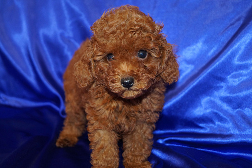 Мальчик карликового пуделя- РКФ