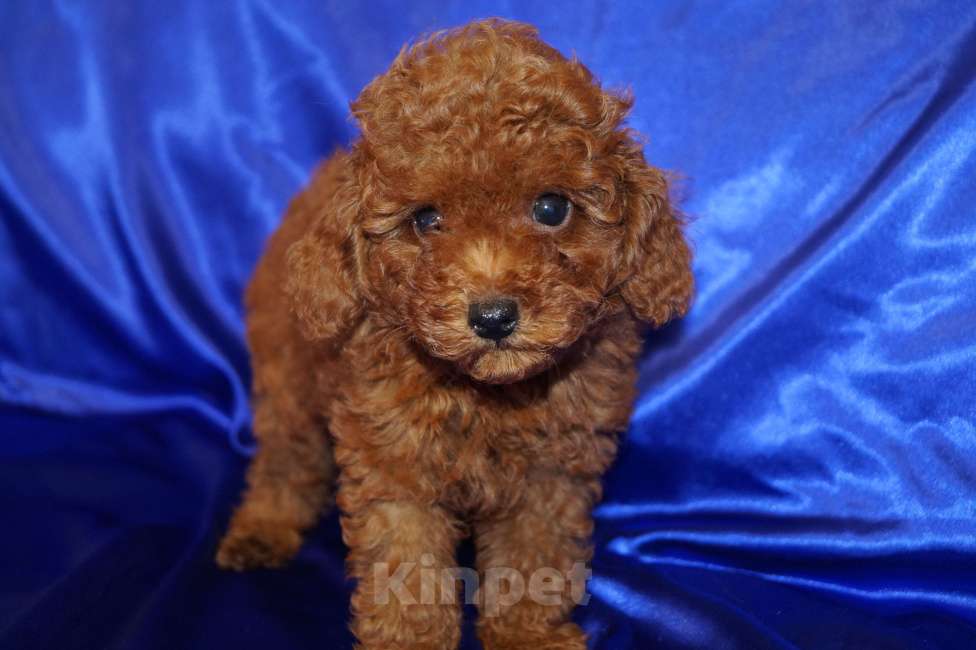 Собаки в Москве: Мальчик карликового пуделя- РКФ Мальчик, 65 000 руб. - фото 1