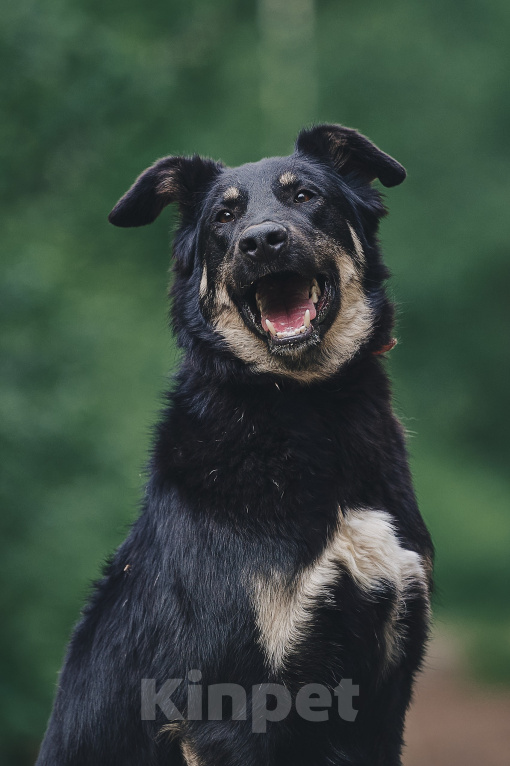 Собаки в Москве: Щенок в добрые руки Мальчик, Бесплатно - фото 8