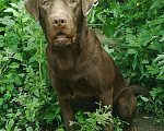 Собаки в Уссурийске: Лабрадор на вязку, 15 руб. - фото 2