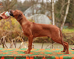 Собаки в Одинцово: Щенок родезийского риджбека. Мальчик. Мальчик, 150 000 руб. - фото 5