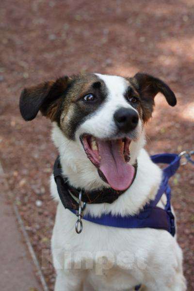 Собаки в Москве: Познакомьтесь с невероятно спокойным и умным Арни!  Мальчик, Бесплатно - фото 5