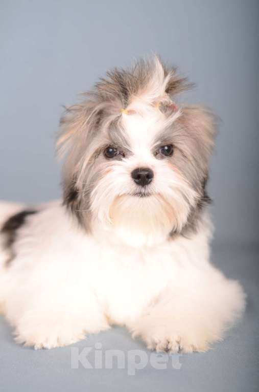 Собаки в Нижнем Новгороде: Мальчик цветного йорка Мальчик, 25 000 руб. - фото 2