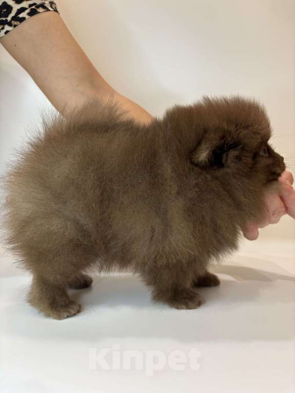 Собаки в Великом Новгороде: Померанский шпиц продажа Мальчик, 70 000 руб. - фото 7