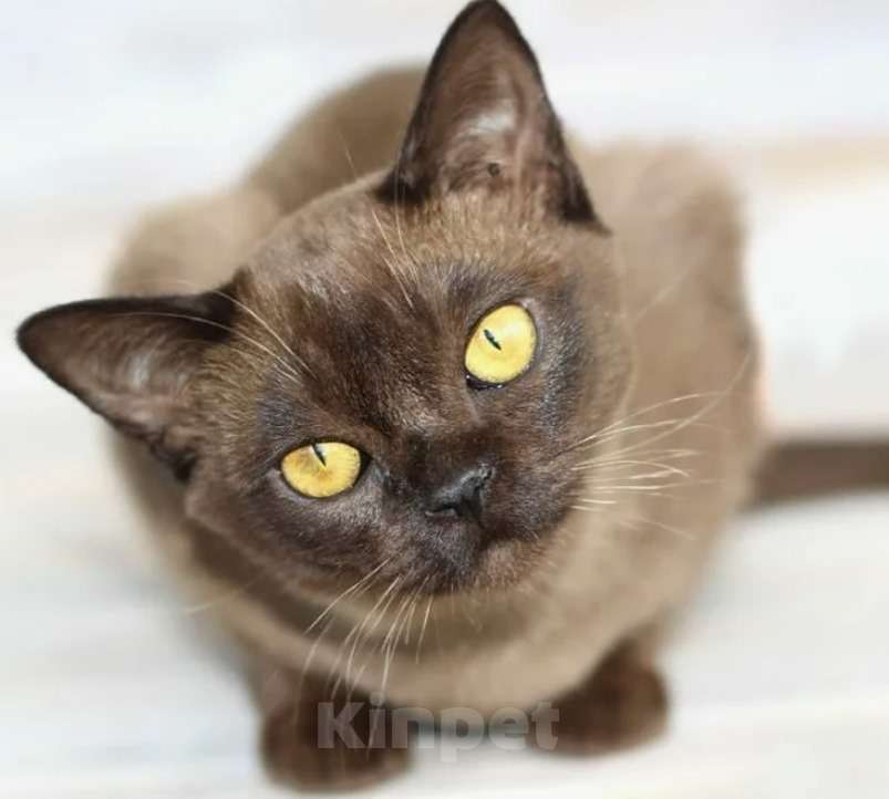 Кошки в Нижнем Новгороде: Бурманские котята Мальчик, Бесплатно - фото 1