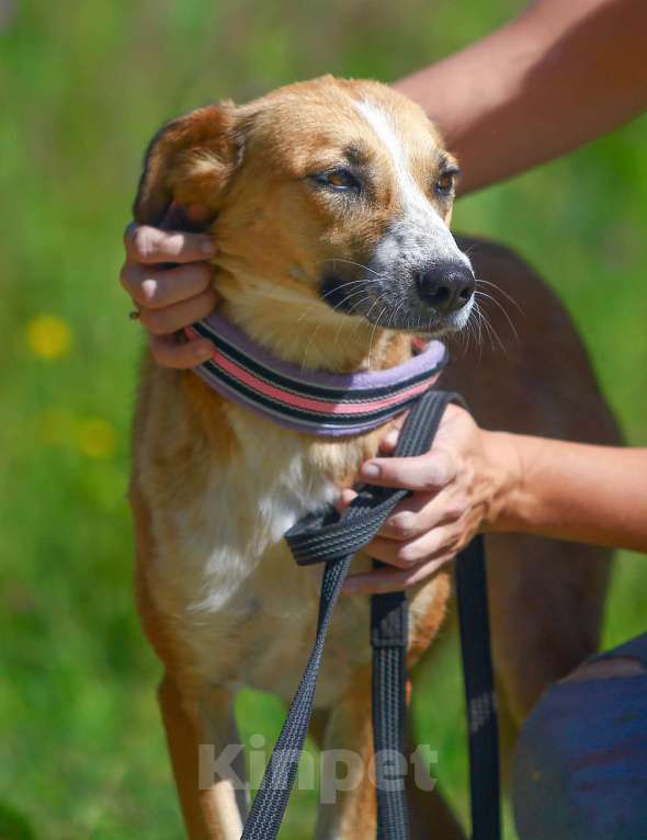 Собаки в Москве: Настёна, удивительно нежная собака  Девочка, Бесплатно - фото 5