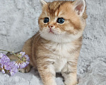 Кошки в Москве: Свободна для резерва шотландская кошечка Девочка, 70 000 руб. - фото 2