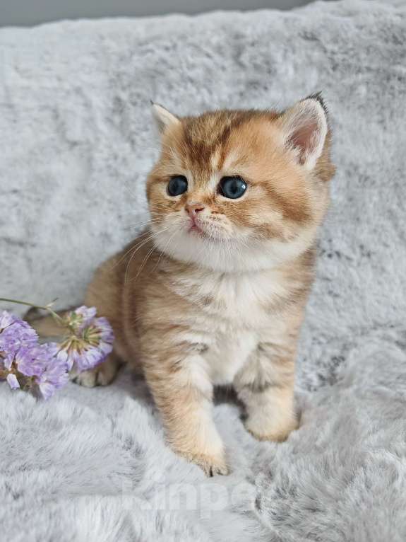 Кошки в Москве: Свободна для резерва шотландская кошечка Девочка, 70 000 руб. - фото 2