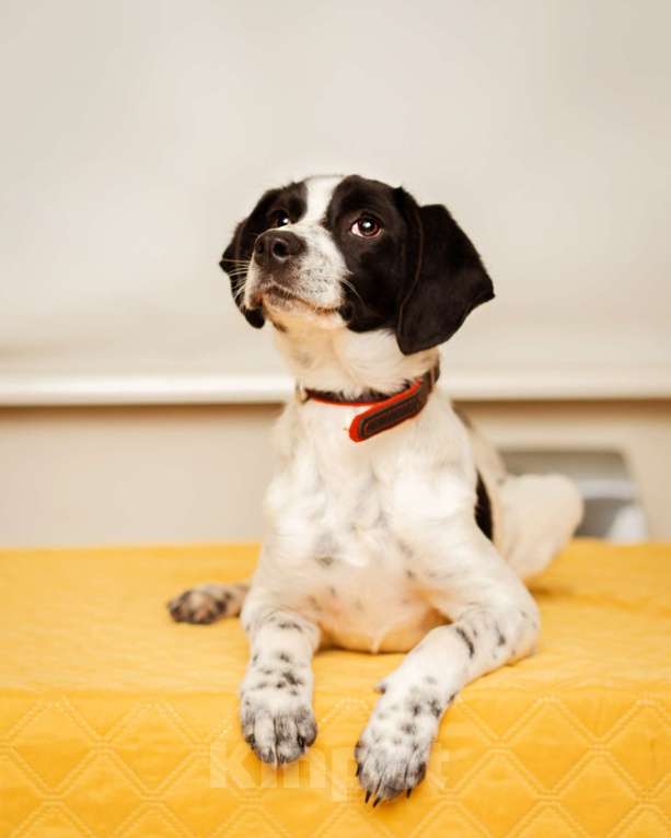 Собаки в Москве: Щенок маленькой собаки Мальчик, Бесплатно - фото 5