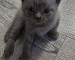 Кошки в Уссурийске: Продам шотландского вислоухого котенка Мальчик, 6 111 руб. - фото 3