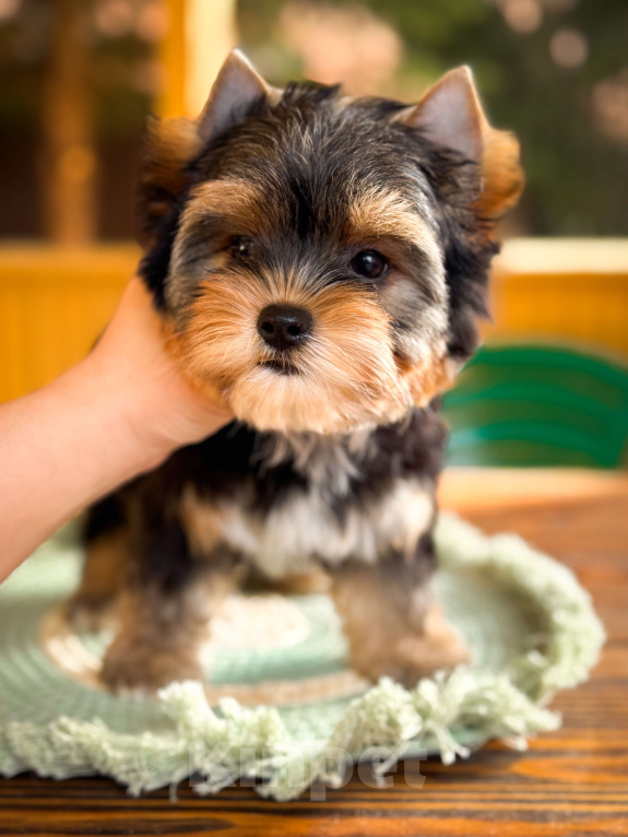 Собаки в Москве: Шикарная девочка Йорк Девочка, 60 000 руб. - фото 2