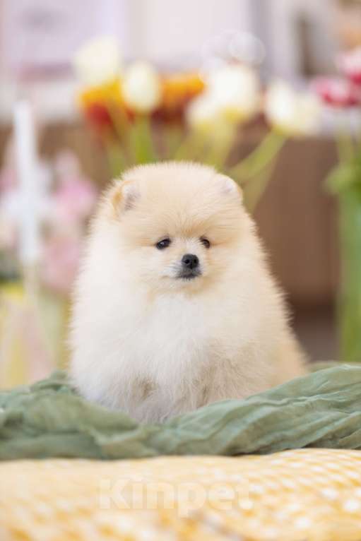 Собаки в Магнитогорске: Жан Ван Клив🤗 Мальчик, 30 000 руб. - фото 2