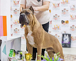 Собаки в Волжском: Серо-тигровый парень (будет крупным и мордастым)  Мальчик, 80 000 руб. - фото 2