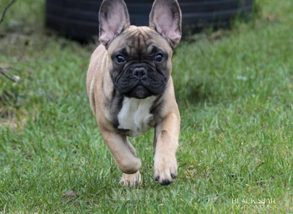 Собаки в Ртищево: Щенки французского бульдога Мальчик, 60 000 руб. - фото 1