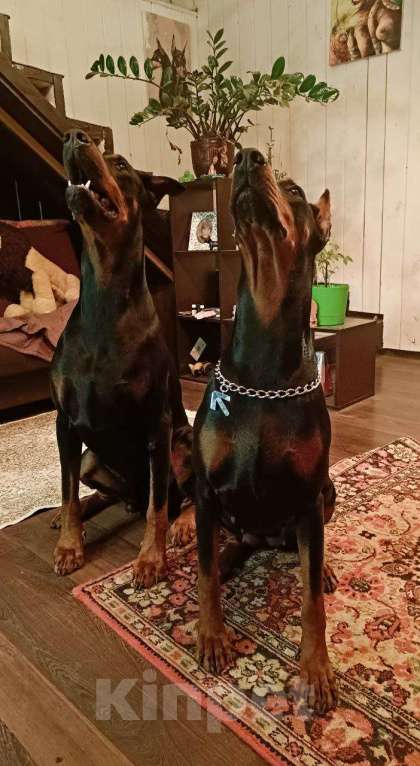 Собаки в других городах Московской области: Щенки доберамна Мальчик, 60 000 руб. - фото 8