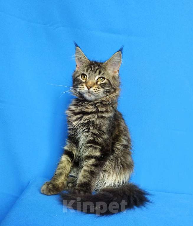 Кошки в Москве: Котёнок Мейн-Кун Девочка Девочка, 45 000 руб. - фото 5