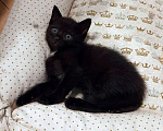 Кошки в Санкт-Петербурге: Малюсенький черный котёнок с голубыми глазками Мальчик, Бесплатно - фото 8