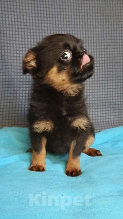 Собаки в Москве: Девочка малый брабансон Мальчик, 50 000 руб. - фото 3