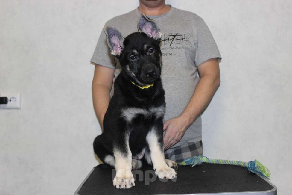 Собаки в Красноярске: Щенок ВЕО Наоми Энджел Девочка, Бесплатно - фото 2