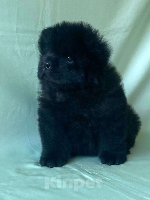 Собаки в Санкт-Петербурге: продается щенок чау чау Девочка, Бесплатно - фото 2