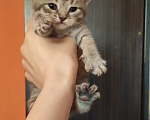 Кошки в Бронницах: Котята в добрые заботливые руки. Мальчик, Бесплатно - фото 1