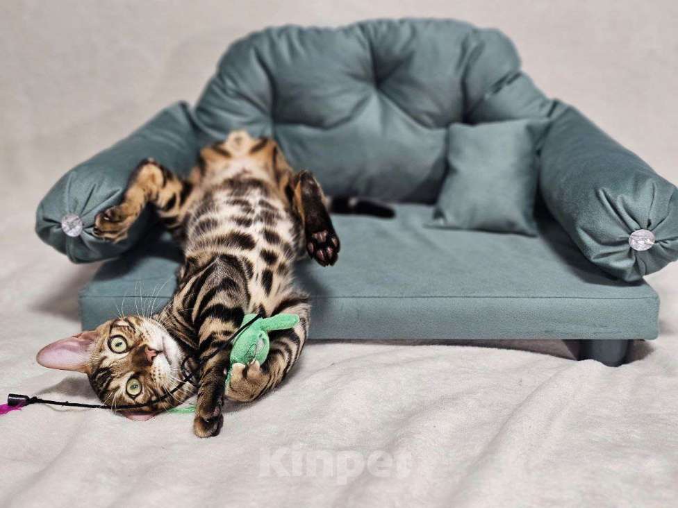 Кошки в Москве: Бенгальский котёнок Леон Мальчик, 25 000 руб. - фото 3