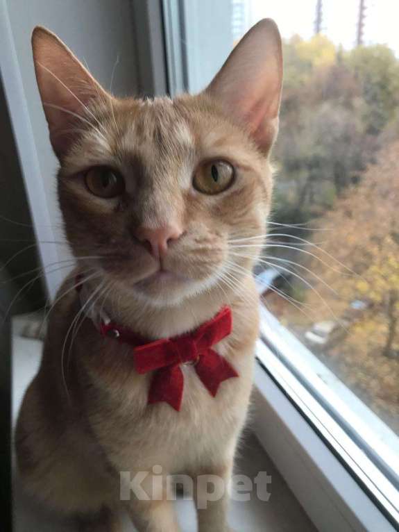 Кошки в Москве: Ищем дом для Солнышка Мальчик, Бесплатно - фото 1