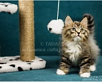 Кошки в Москве: Сибирский котёнок из профессионального питомника Мальчик, Бесплатно - фото 2