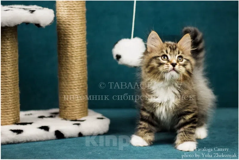 Кошки в Москве: Сибирский котёнок из профессионального питомника Мальчик, Бесплатно - фото 2