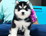 Собаки в Севастополе: Хаски Щенки Разных окрасов Разнополые, Бесплатно - фото 1