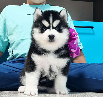 Хаски Щенки Разных окрасов