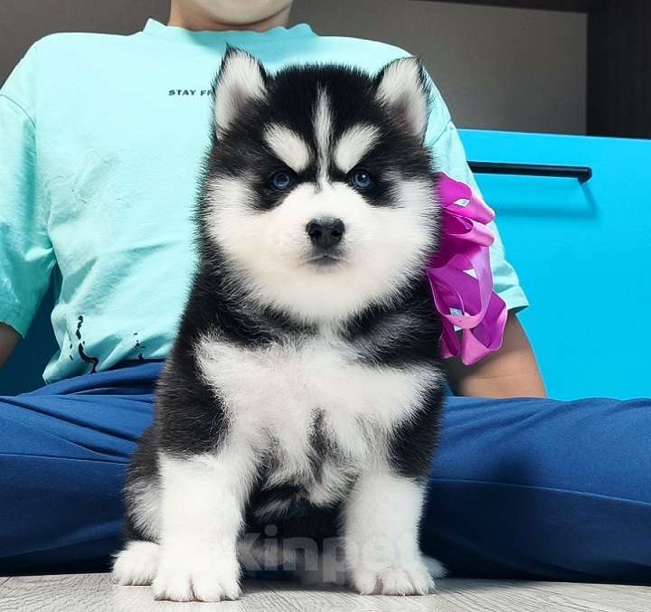 Собаки в Севастополе: Хаски Щенки Разных окрасов Разнополые, Бесплатно - фото 1