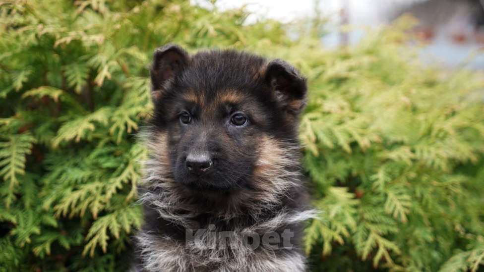 Собаки в Москве: Немецкая овчарка щенок мальчик Мальчик, 50 000 руб. - фото 1